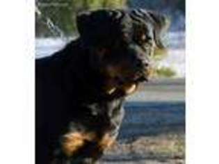 Rottweiler Puppy for sale in Fulton, NY, USA