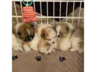 Pomeranian Puppy for sale in Yuma, AZ, USA