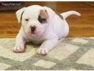 American Bulldog Puppy for sale in Lincoln, MI, USA