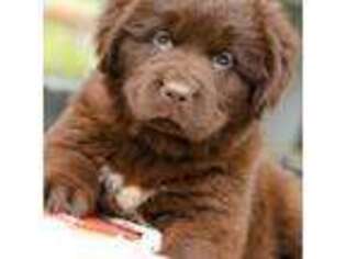 Newfoundland Puppy for sale in Etna Green, IN, USA