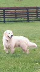 Golden Retriever Puppy for sale in London, KY, USA