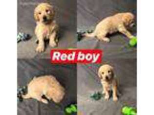 Labradoodle Puppy for sale in Galesburg, MI, USA