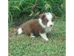 Border Collie Puppy for sale in Choctaw, OK, USA