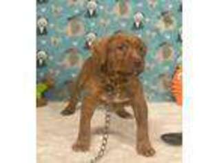 Mutt Puppy for sale in Beverly, MA, USA