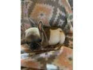 French Bulldog Puppy for sale in Corinth, MS, USA