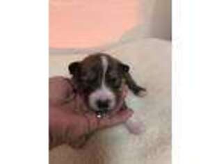 Border Collie Puppy for sale in Wills Point, TX, USA