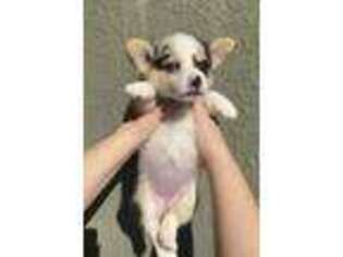 Pembroke Welsh Corgi Puppy for sale in Windermere, FL, USA