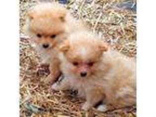 Pomeranian Puppy for sale in Idaho Falls, ID, USA