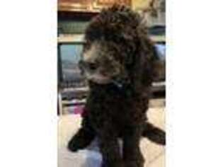 Mutt Puppy for sale in Sanborn, NY, USA