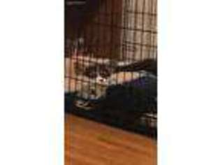 Pembroke Welsh Corgi Puppy for sale in Hutchinson, KS, USA