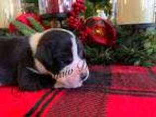 Great Dane Puppy for sale in Ellsinore, MO, USA