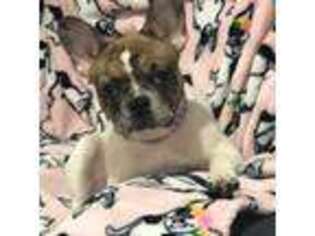 French Bulldog Puppy for sale in Highland Mills, NY, USA