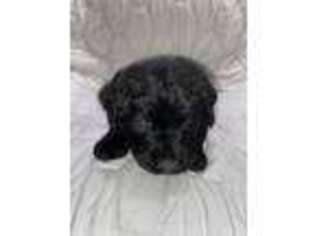 Labradoodle Puppy for sale in Pittsfield, ME, USA