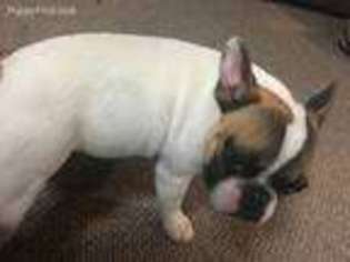 French Bulldog Puppy for sale in Maryland Heights, MO, USA