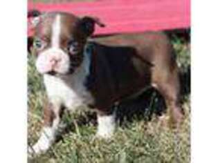 Boston Terrier Puppy for sale in Tucson, AZ, USA