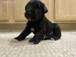 Mutt Puppy for sale in Earlton, NY, USA