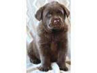 Labrador Retriever Puppy for sale in Culpeper, VA, USA