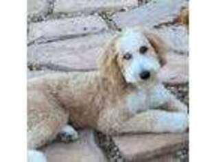 Mutt Puppy for sale in Vail, AZ, USA