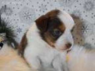 Miniature Australian Shepherd Puppy for sale in El Paso, TX, USA