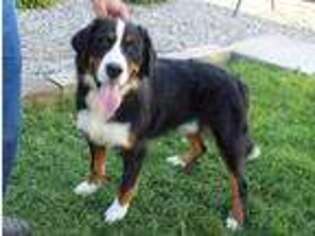 Bernese Mountain Dog Puppy for sale in Hicksville, OH, USA