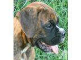 Boxer Puppy for sale in PLEASANTON, TX, USA