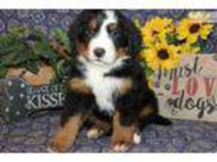 Bernese Mountain Dog Puppy for sale in Wichita, KS, USA