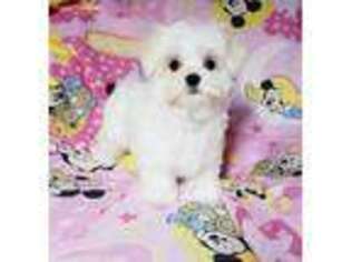 Maltese Puppy for sale in Fremont, OH, USA