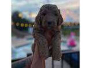 Goldendoodle Puppy for sale in Aynor, SC, USA