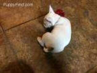 Bull Terrier Puppy for sale in Jefferson, TX, USA