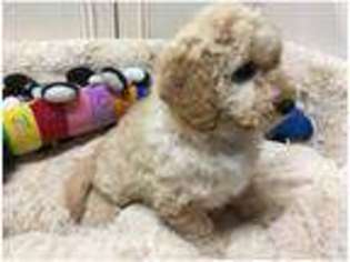 Labradoodle Puppy for sale in Epworth, Lincolnshire (England), United Kingdom