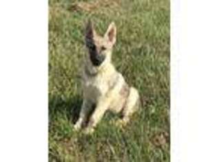 German Shepherd Dog Puppy for sale in Rosharon, TX, USA