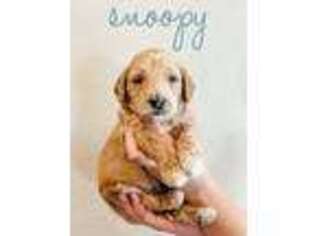 Goldendoodle Puppy for sale in Melba, ID, USA