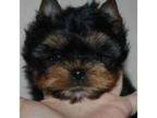 Yorkshire Terrier Puppy for sale in Dearborn, MI, USA
