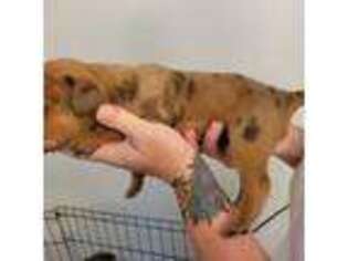 Doberman Pinscher Puppy for sale in Gainesville, GA, USA