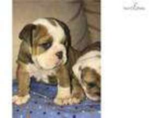Olde English Bulldogge Puppy for sale in Fayetteville, NC, USA