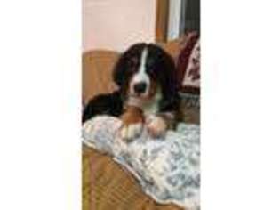 Bernese Mountain Dog Puppy for sale in Twinsburg, OH, USA