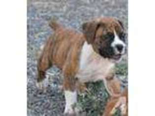 Boxer Puppy for sale in LINDEN, CA, USA