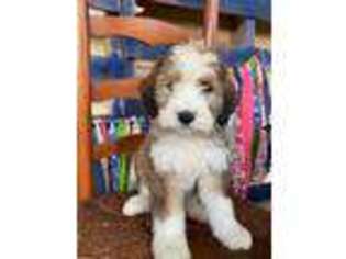 Mutt Puppy for sale in Harrogate, TN, USA