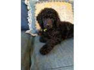 Mutt Puppy for sale in Hartwell, GA, USA