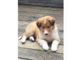 Collie Puppy for sale in Hagerstown, MD, USA
