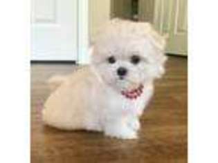 Maltese Puppy for sale in Fort Branch, IN, USA