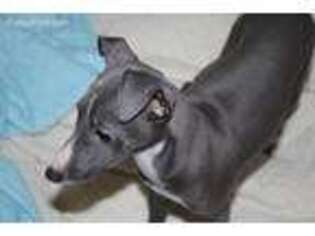 Italian Greyhound Puppy for sale in El Dorado Hills, CA, USA