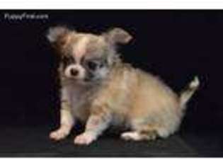 Chihuahua Puppy for sale in Delhi, IA, USA