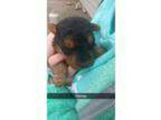 Welsh Terrier Puppy for sale in Altoona, KS, USA