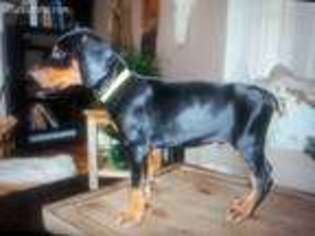 Doberman Pinscher Puppy for sale in Spencerport, NY, USA