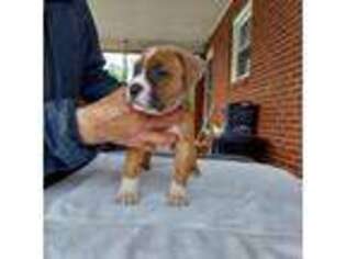 American Staffordshire Terrier Puppy for sale in Roanoke, VA, USA