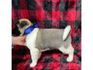 Akita Puppy for sale in Bakersfield, CA, USA