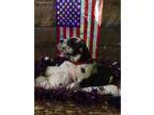 Great Dane Puppy for sale in Elberta, AL, USA