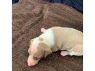Italian Greyhound Puppy for sale in West Covina, CA, USA