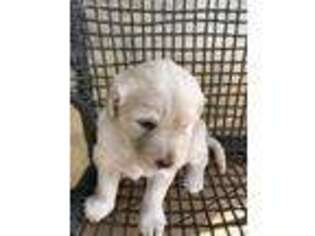 Labradoodle Puppy for sale in Powell, TN, USA